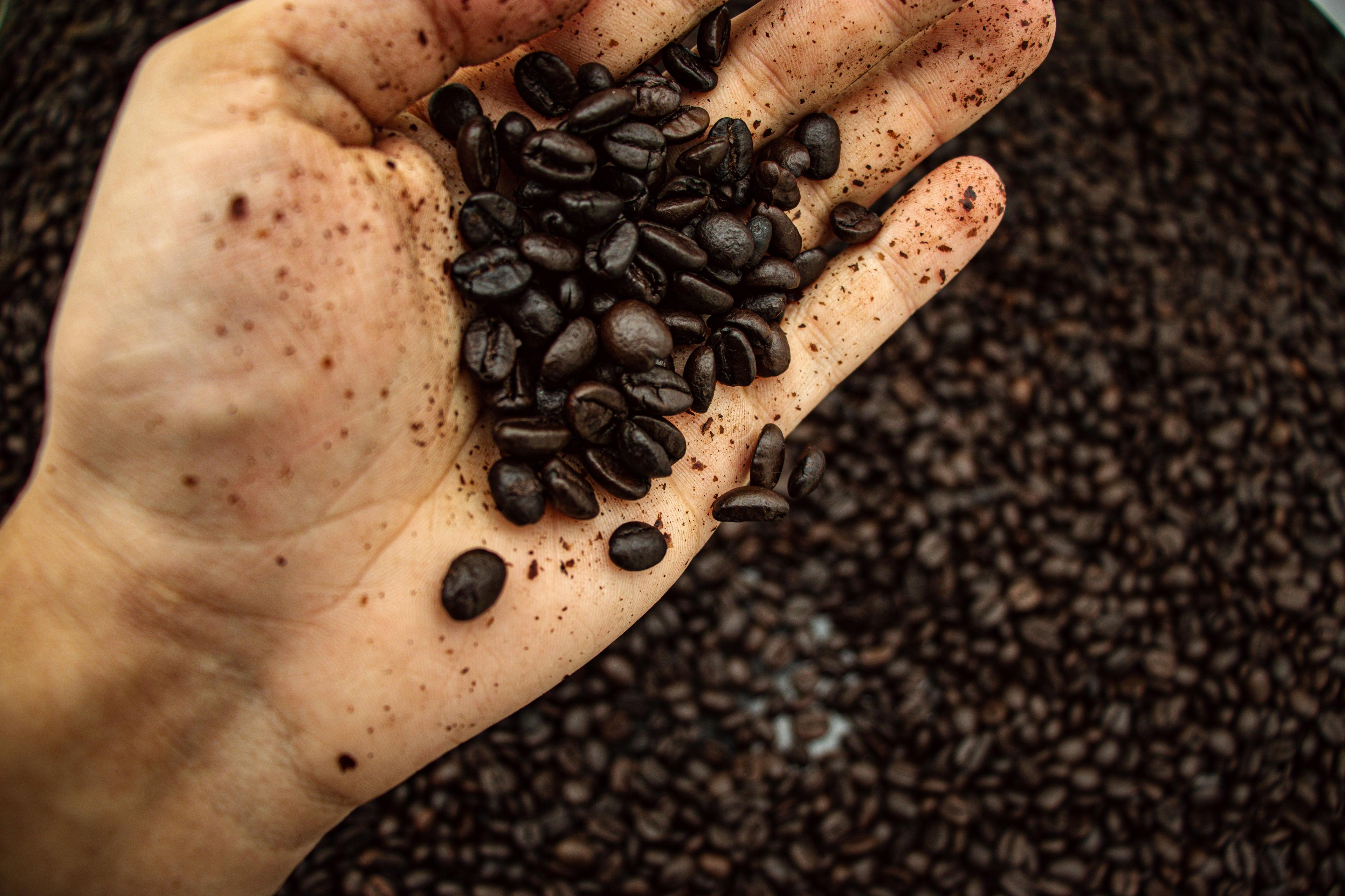 A handful of freshly roasted coffee beans held above a bin of beans