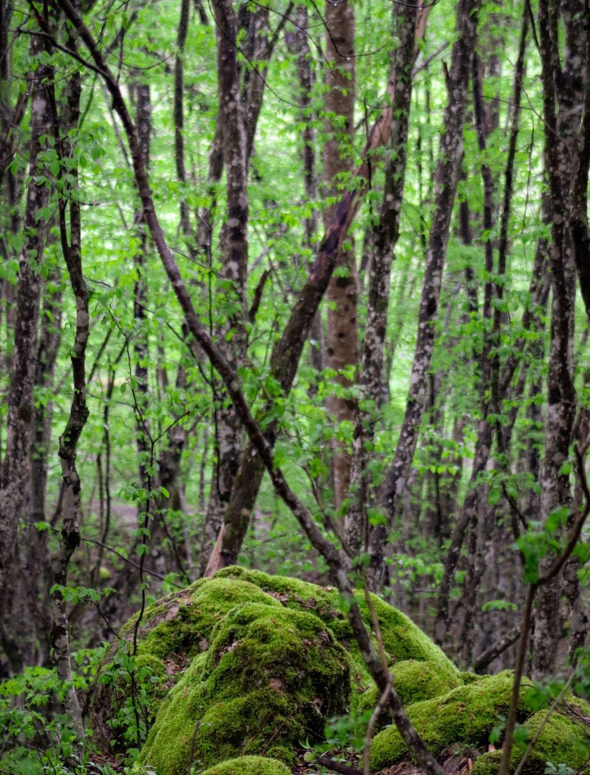 Sol d’une forêt ancienne : des troncs fins dans une lumière verte douce au-dessus d’un rocher couvert de mousse