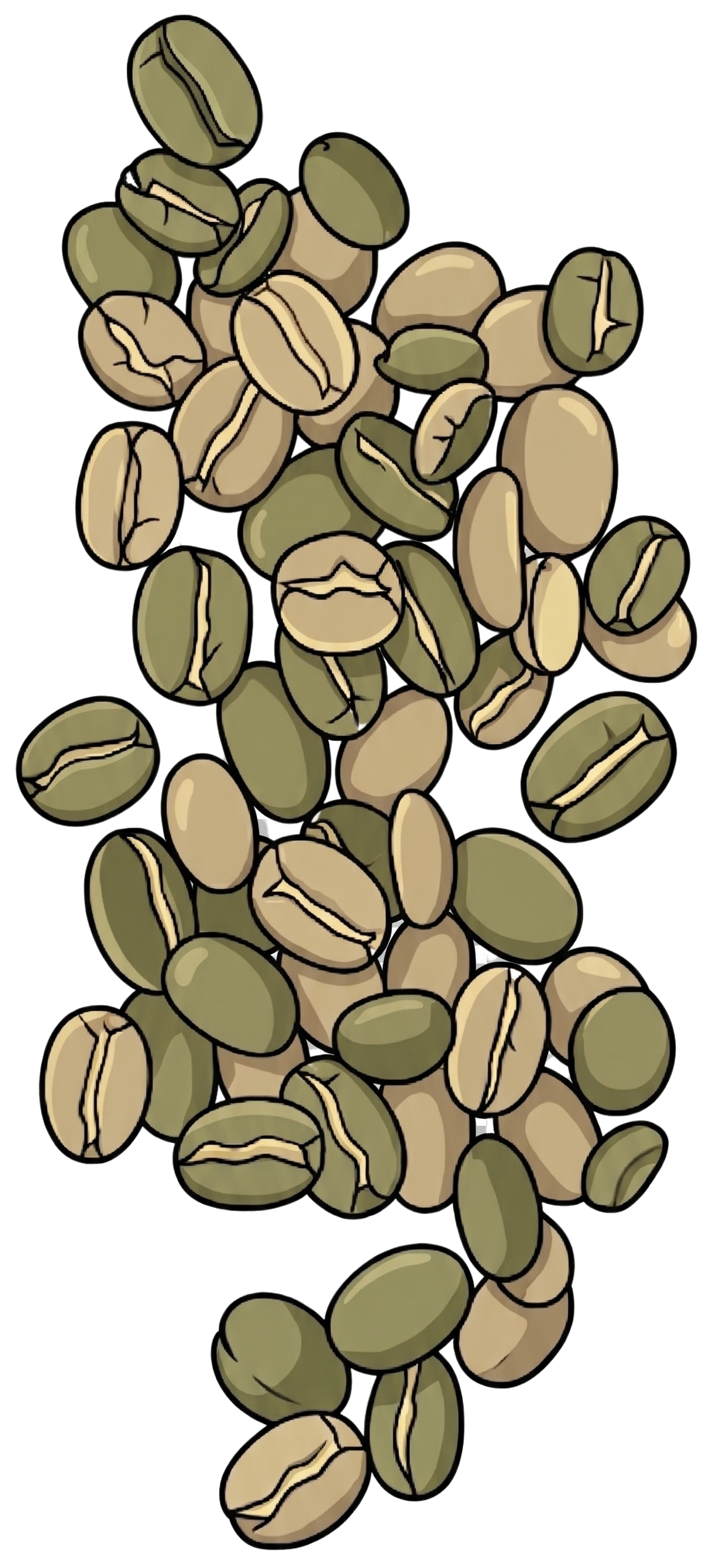 Grains verts premium